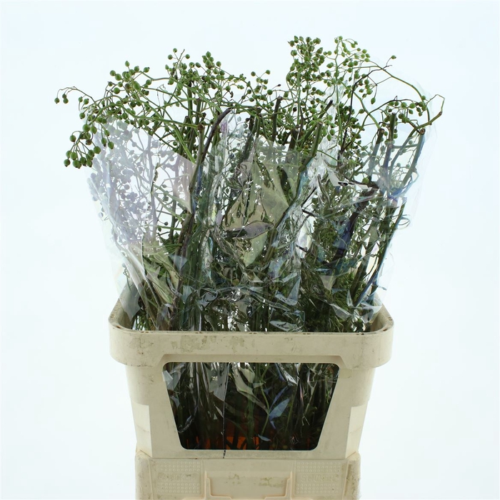 <h4>Rosa Corallo Green</h4>