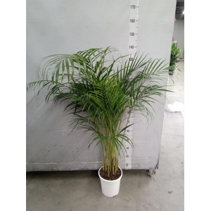 Dypsis lutescens   ...Chrysalidoca