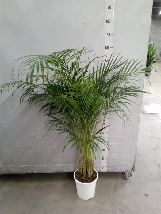 <h4>Dypsis lutescens   ...Chrysalidoca</h4>