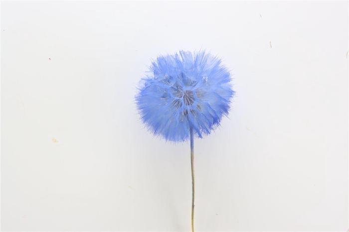 <h4>Pres Puste Flower Blue</h4>