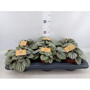 Peperomia