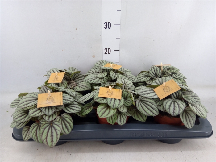 <h4>Peperomia</h4>