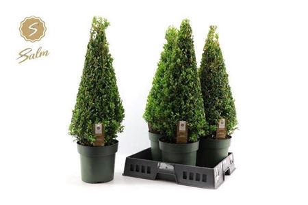 <h4>Buxus sempervirens overig</h4>