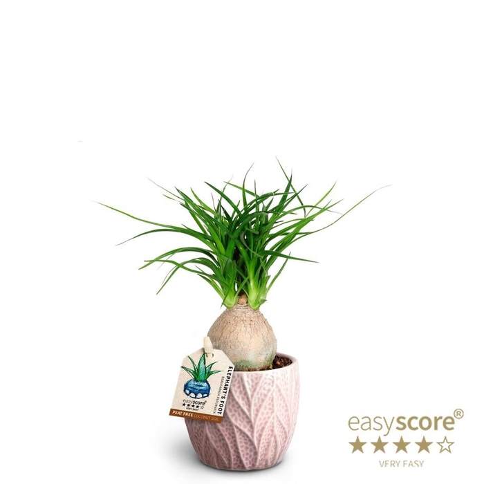 <h4>BEAUCARNEA RECURVATA P7 LEAF ROSA</h4>