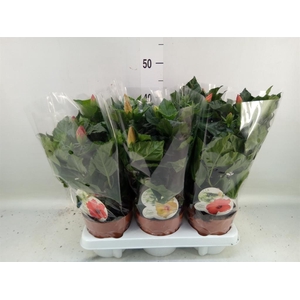 Hibiscus rosa-sin. 'Sunny'  ..mix