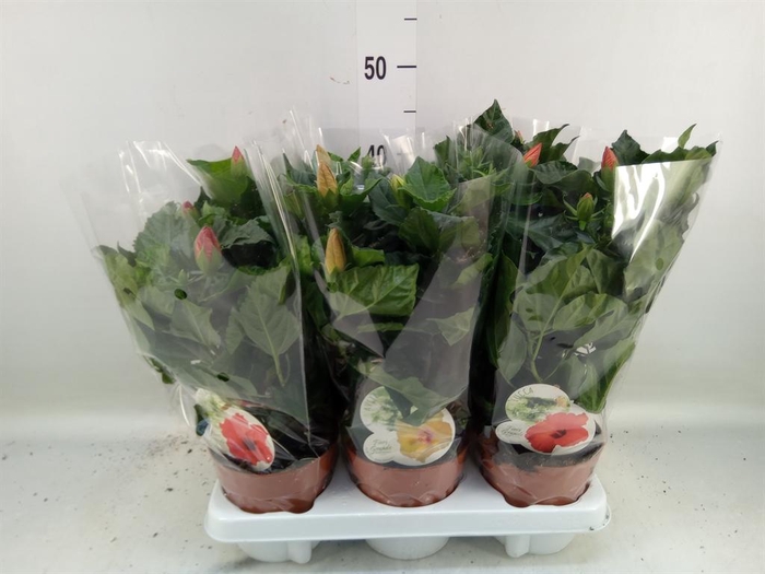 <h4>Hibiscus rosa-sin. 'Sunny' ..mix</h4>