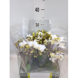 Phalaenopsis multi.   ...white