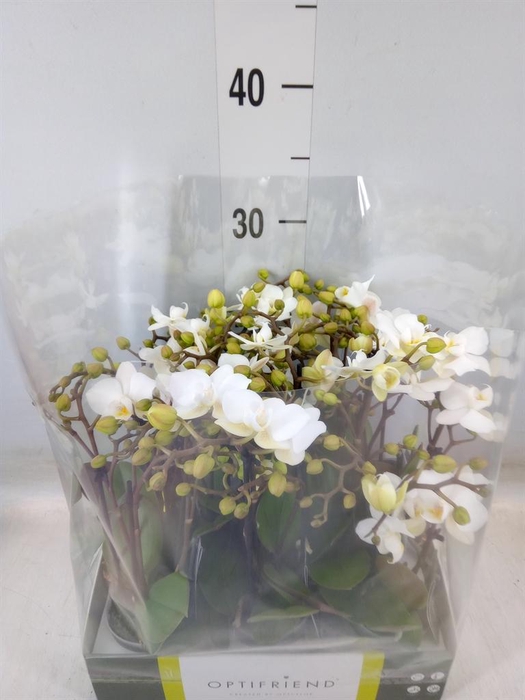 <h4>Phalaenopsis multi.   ...white</h4>