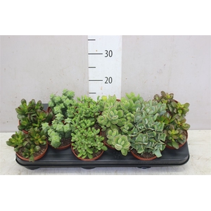 Crassula Gemengd