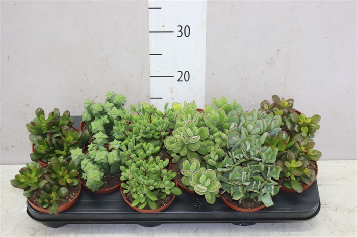 <h4>Crassula Gemengd</h4>