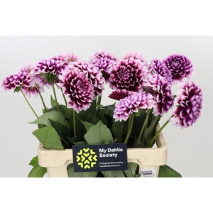 Dahlia Mystery Day