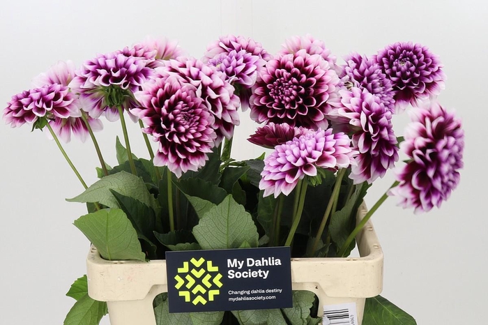 <h4>Dahlia Mystery Day</h4>