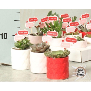 !! PROMO !! SUCC VALENTINE LOVE MIX X12