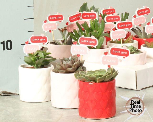 <h4>!! PROMO !! SUCC VALENTINE LOVE MIX X12</h4>