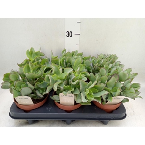 Crassula arborescens 'Curly'