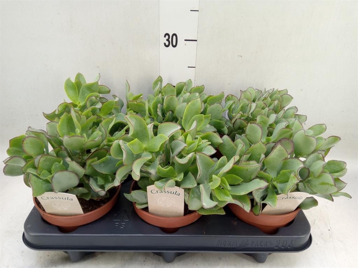 <h4>Crassula arborescens 'Curly'</h4>