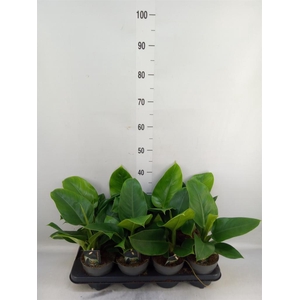 Philodendron  'Imperial Green'