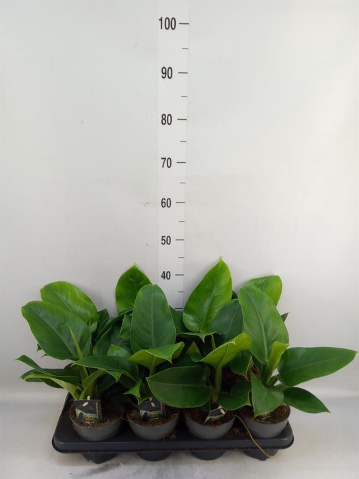 <h4>Philodendron  'Imperial Green'</h4>