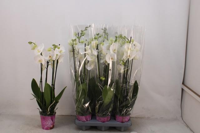<h4>PHAL OV WIT</h4>