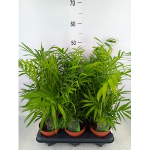 Chamaedorea elegans