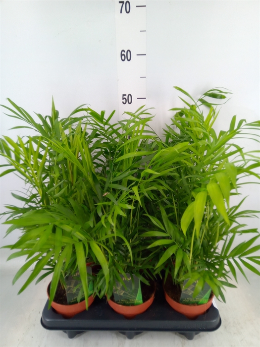 <h4>Chamaedorea elegans</h4>