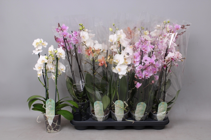 <h4>PHAL MF GEM 4 KL</h4>