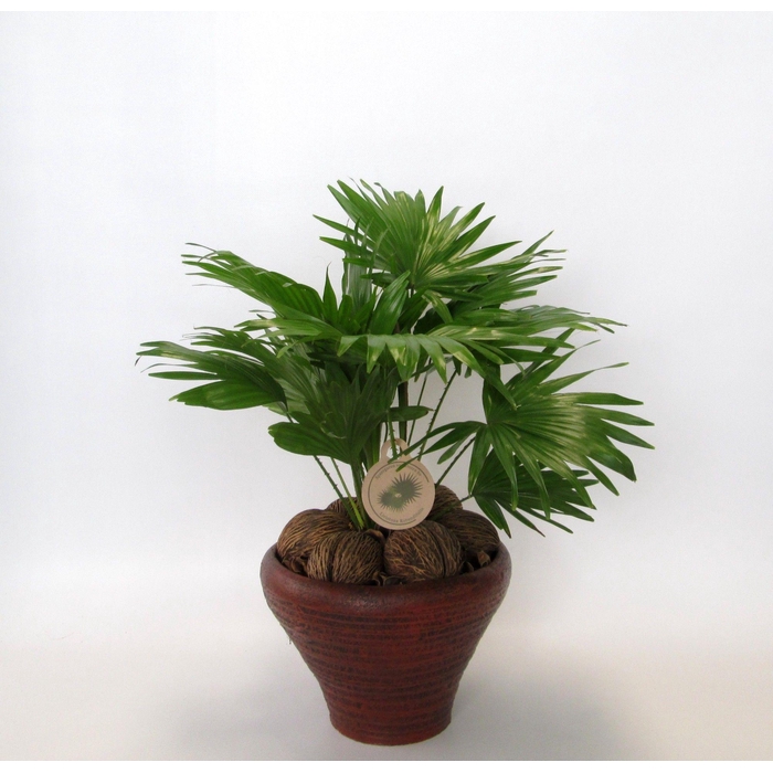 <h4>LIVISTONA ROTUNDIFOL</h4>