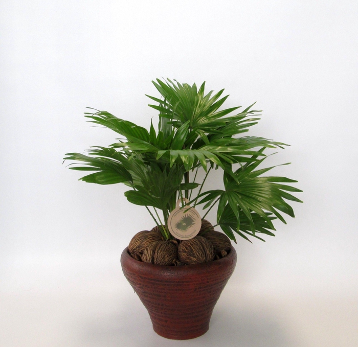 <h4>Livistona rotundifolia</h4>