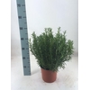 Rosmarinus Officinalis Italië