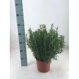 Rosmarinus Officinalis Italië