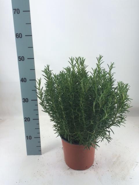 <h4>Rosmarinus Officinalis Italië</h4>