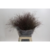 Panicum Virgatum Warrior