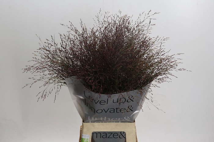 <h4>Panicum Virgatum Warrior</h4>