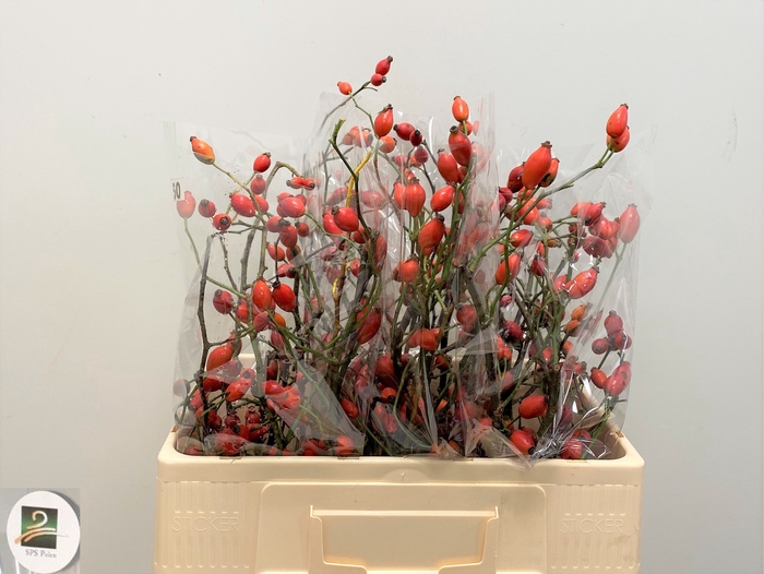 <h4>ROSA ZAFFIRO</h4>