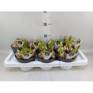 Hyacinthus orie. 'Multifl' ..