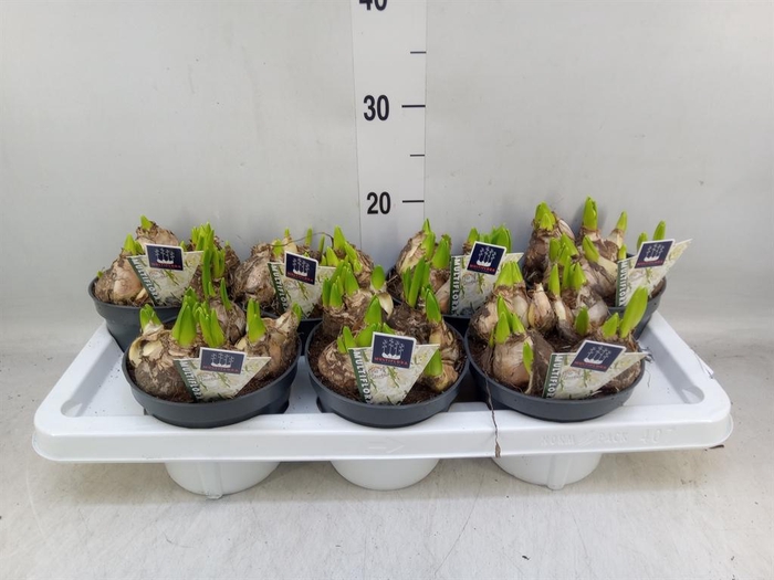 <h4>Hyacinthus orie. 'Multifl' ..</h4>