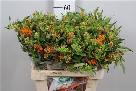 <h4>Ascl Tuberosa</h4>