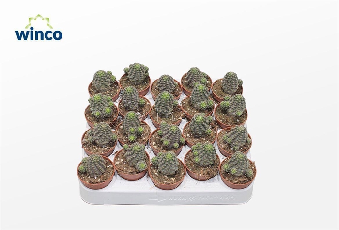 <h4>Rebutia Pigmea</h4>