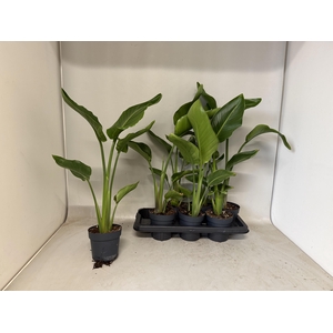 STRELITZIA NICOLAI