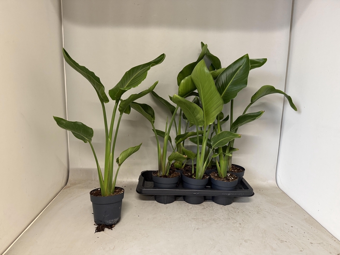 <h4>STRELITZIA NICOLAI</h4>