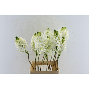 Epidendrum White
