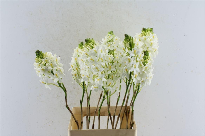 <h4>Epidendrum White</h4>