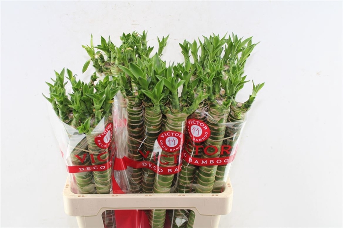 <h4>Drac Fr Tiger Bamboo</h4>