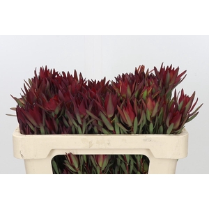 Leucadendron Blush Spray