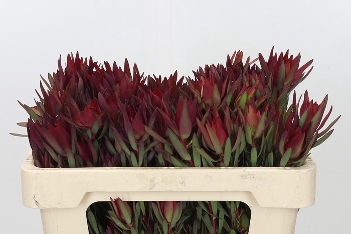 <h4>Leucadendron Blush Spray</h4>
