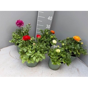 Ranunculus  'Sprinkles Dwarf'  .mix