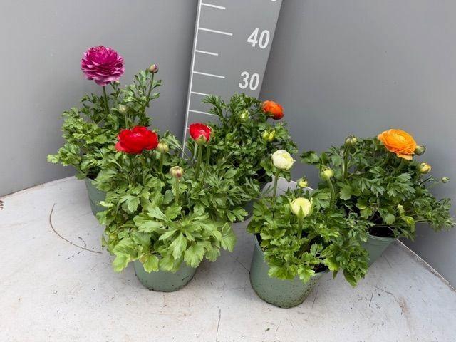 <h4>Ranunculus  'Sprinkles Dwarf'  .mix</h4>