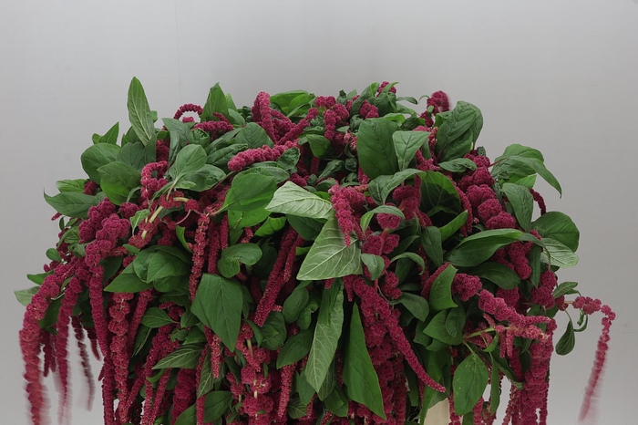 Amaranthus Ca Red Cord