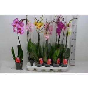 PHAL GEM