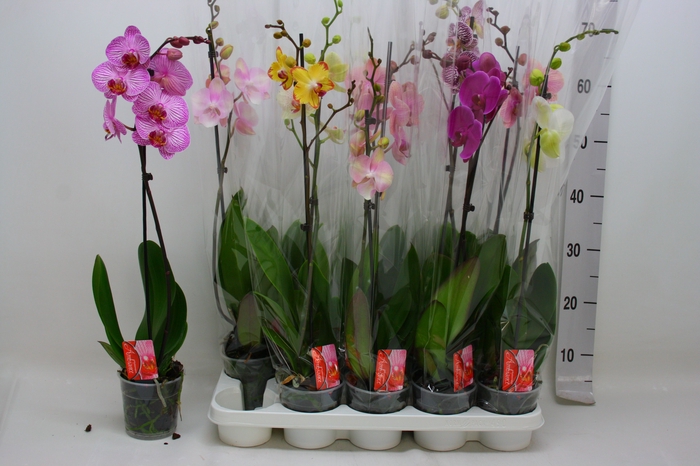 <h4>PHAL GEM</h4>